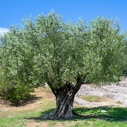 Olive Trees